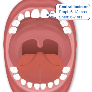 Primary Teeth