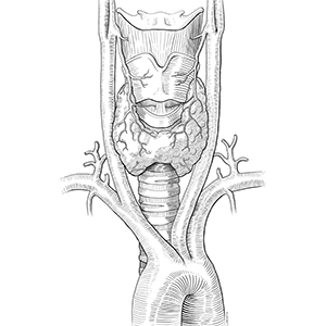 Thyroid Arterial Supply